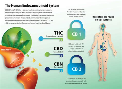 What Is The Endocannabinoid System And Why Is It Fundamental To Human ...