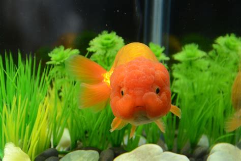 Red Ranchu Goldfish/ Baby face/ Buygoldfishonline.com | Oranda goldfish ...