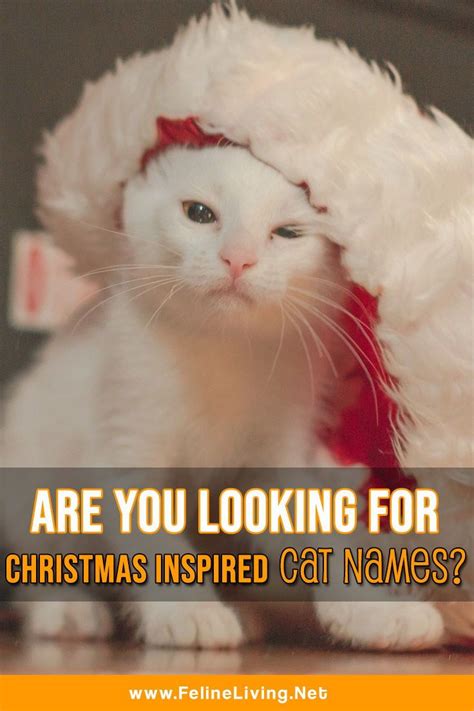 The Best 115 Christmas Cat Names For Your Bundle Of Joy | Cat names ...