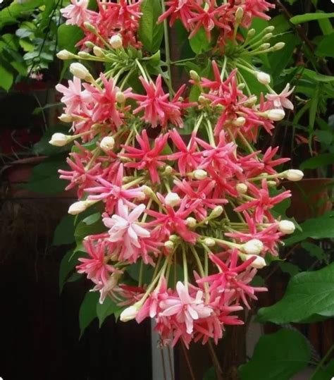 5 Seeds Rangoon creeper, Red Pink Quisqualis Flower Seeds Combretum ...