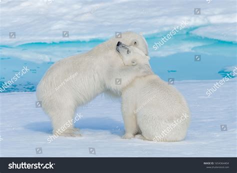 1,505 Polar bear hug 이미지, 스톡 사진 및 벡터 | Shutterstock