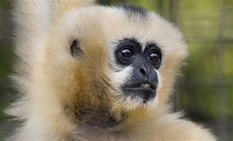 White-cheeked gibbon | Smithsonian's National Zoo and Conservation ...