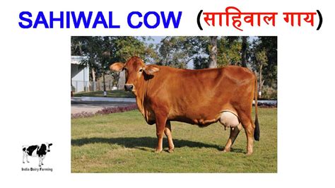 Dairy Farming : Why Sahiwal is Best Cow Breed - क्यों साहिवाल नस्ल को ...