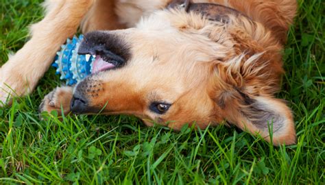 Are Squeaky Toys Too Stimulating For Your Dog? - Puppy Leaks