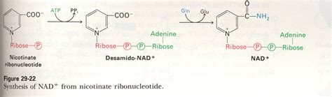 NAD Biosynthesis