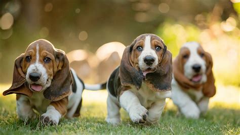 Basset Hound Puppies: The Ultimate Guide for New Dog Owners | The Dog ...