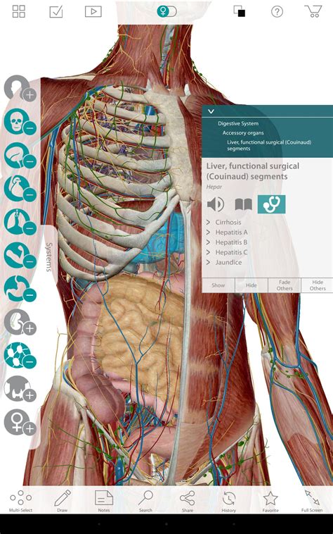 Human Anatomy Atlas 7 4 01