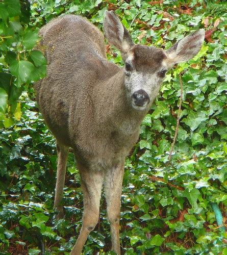 backyard deer | Art Poskanzer | Flickr