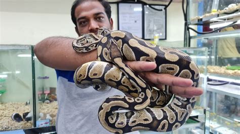 Ball Pythons at Karnataka Aquarium - YouTube