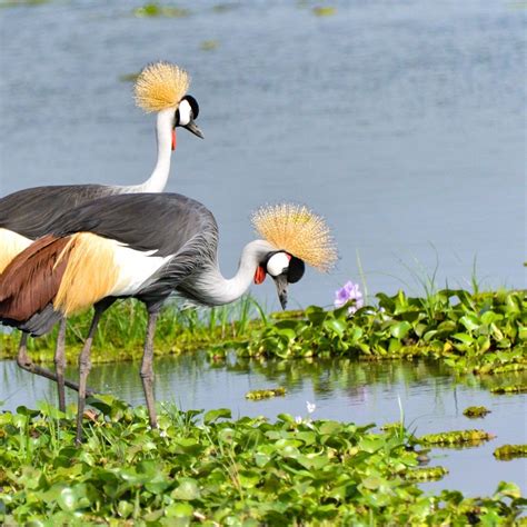 The Crested Crane, Uganda's national emblem bird