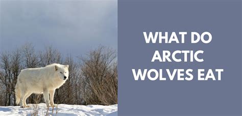 What Do Arctic Wolves Eat? - ArcticLook