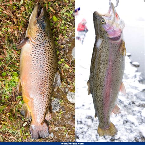 Brown Trout vs Rainbow Trout - What's the Difference?