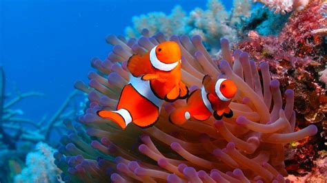 HD Ocean Sea Life Wallpapers (47+ images)