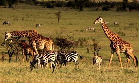 Masai Mara, Kenya | Bench Africa