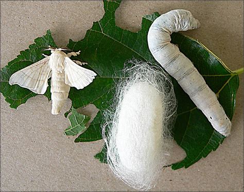 Large Silk Moth Pupa