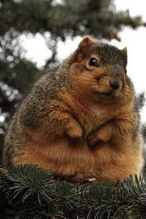 Fat Animals | The 50 Best Pictures of Obese Animals (Cute)