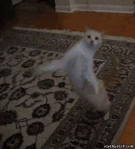 Cat Dance GIF - Cat Dance CatDance - Discover & Share GIFs