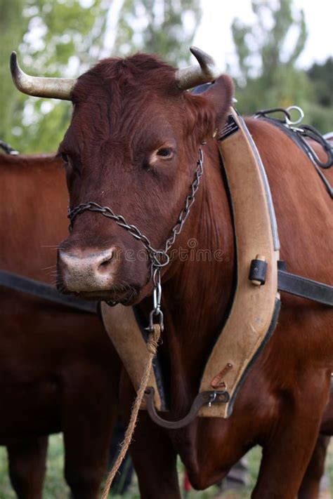 Harnais de boeufs image stock. Image du harnais, animaux - 1237025