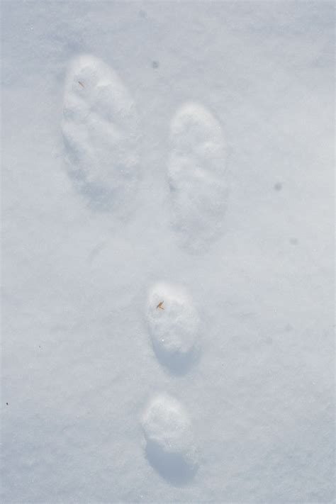 hare sign how to identify snowshoe hare tracks Archives | MyNature Apps