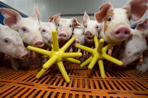 Rotecna Pig Toys - Horizon Livestock & Poultry Supply