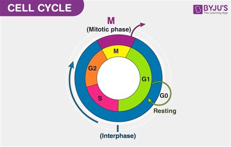 How does Interphase prepare a cell to divide?