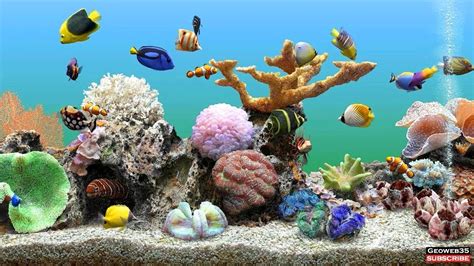 Free aquarium screensaver for windows 8 - rexpooter