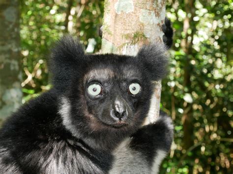 Indri (Indri indri) | Lemurs of Madagascar | AQUA-FIRMA wildlife guides ...