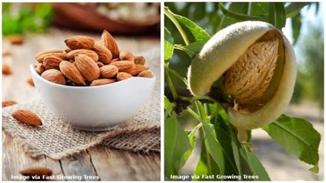 12 Different Types of Almond Trees & Identifying Features