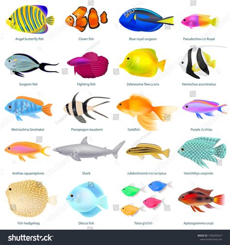 Sea Fish Name Royalty-Free Images, Stock Photos & Pictures | Shutterstock