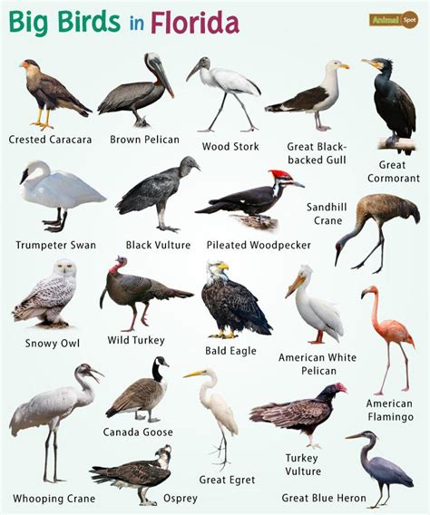 22 of the Largest Birds in Florida – List, and Pictures