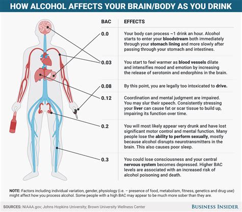 How alcohol affects your body and brain - Business Insider