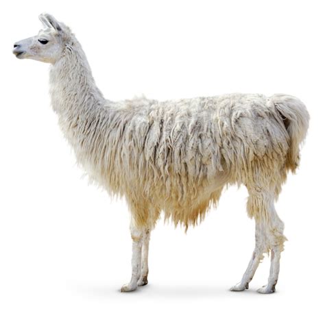 What Is A Llama? | Fun Facts About Llamas | DK Find Out