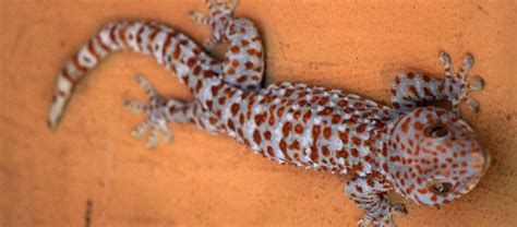 Tokay Gecko Smithsonian's National Zoo, 60% OFF