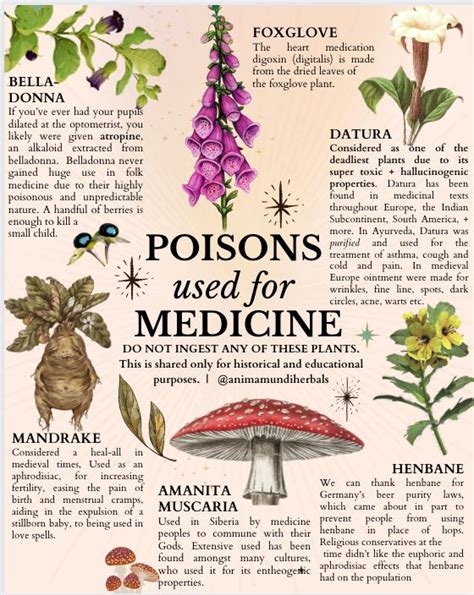 Pin by Gleny Castro on herbs for witchcraft in 2023 | Magical herbs ...