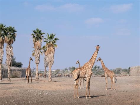 Sharjah Safari Park re-opening date confirmed for this week