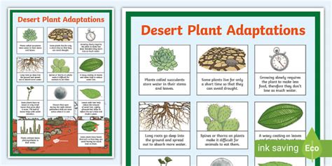 Desert Plant Adaptations Display Poster - Teaching Resource