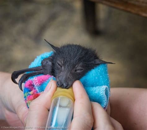 Meet The Insanely Adorable Orphaned Baby Bats At This Australian Bat ...