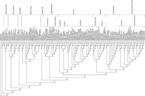 A Revised Classification of the Phylinae (Insecta: Heteroptera: Miridae ...