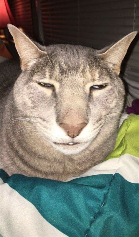 PsBattle: Ugly Cat : r/photoshopbattles