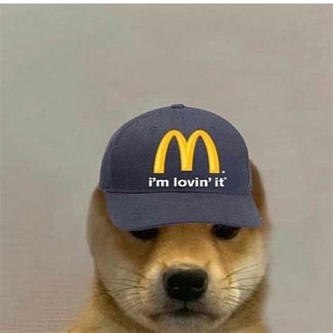 Shiba Inu Dog With Hat Meme - Bleumoonproductions