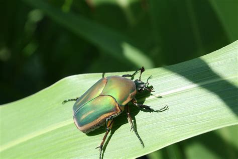 Green June Beetle Life Cycle