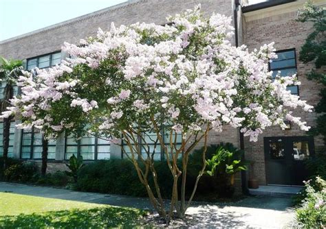 White Crepe Myrtle Tree Varieties