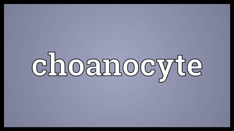 Choanocyte Meaning - YouTube