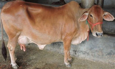 Sahiwal Cow Cost, Features, Characteristics, Profile | Agri Farming