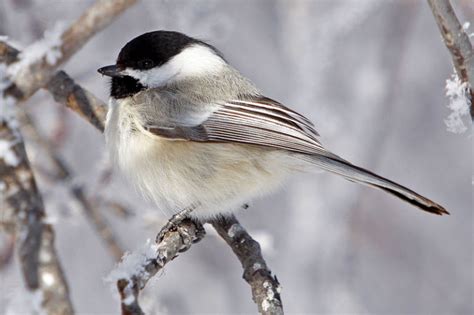 Black-capped Chickadee (Poecile atricapillus) – RRP Field Guide