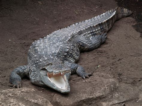 Mugger Crocodile Facts and Pictures | Reptile Fact