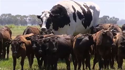 Knickers the giant cow: why do some animals grow so big? | by Keele ...