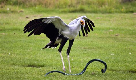 Secretary Bird vs Snake: The Amazing Foot Technique to Kill their Prey