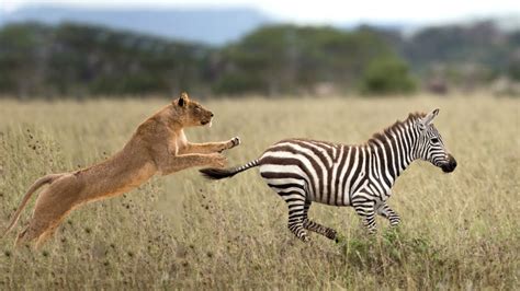 African Lion Hunting Zebra