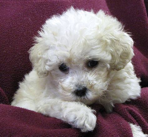 Miniature Poodle Puppies For Sale | Jersey City, NJ #194361